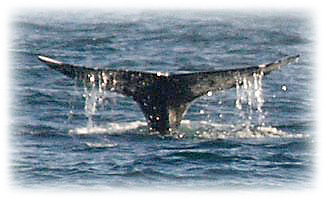 Whale Watching